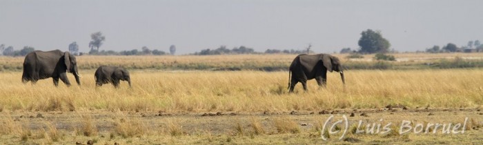 Chobe RF elefantes