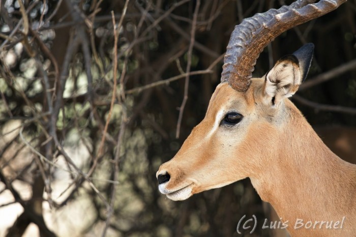 Chobe RF impala