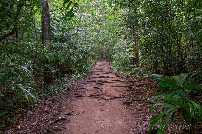 Tikal sendero
