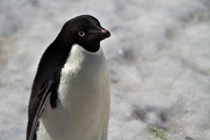 Adelie Penguin 2