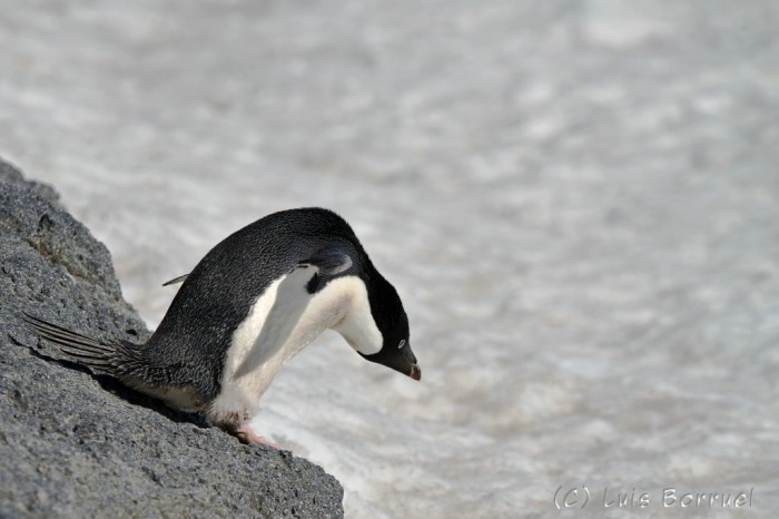 Adelie Penguin 3