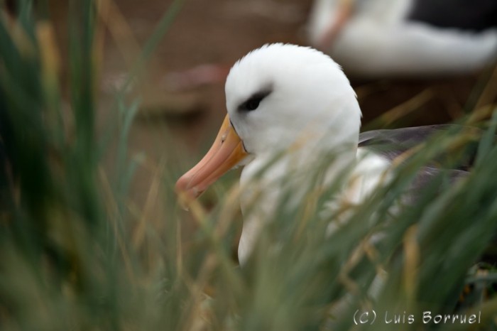 Albatros Cerca