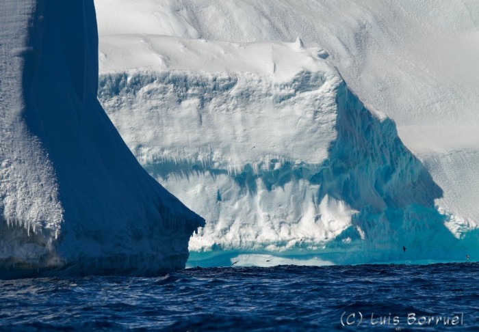 Iceberg Pajaro 2