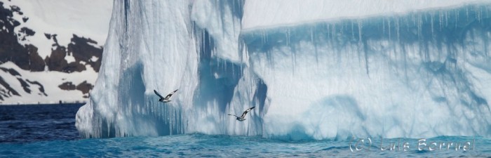 Iceberg Pajaros