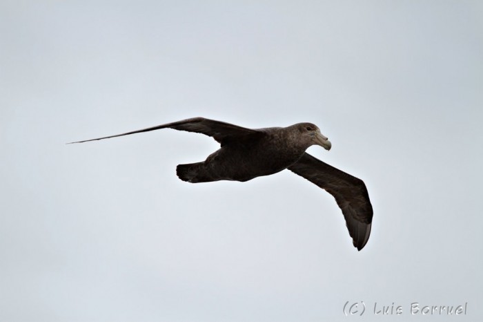 Pajaro