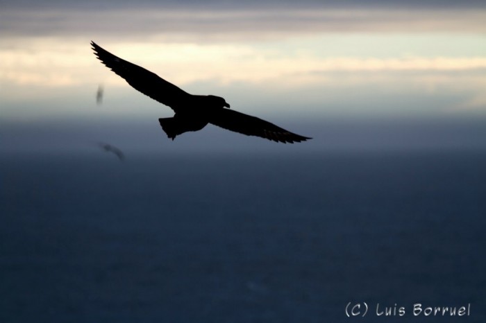 Petrel