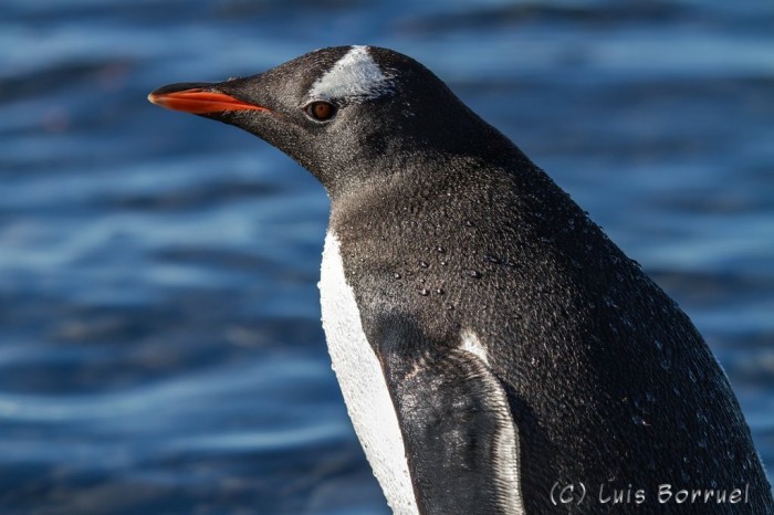 Pinguino