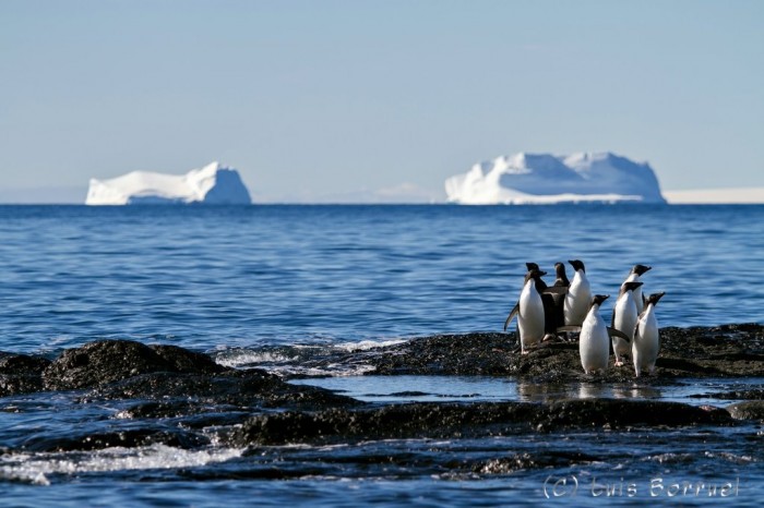 Pinguinos