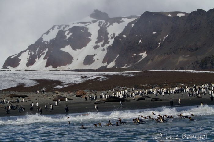 Pinguinos Orilla