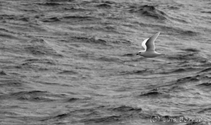 Snow Petrel