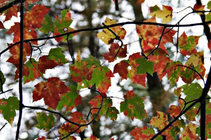 Berkshires  leaves