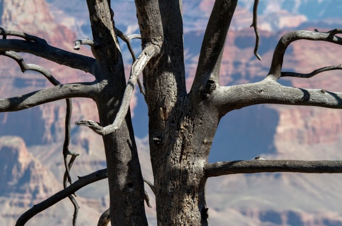 Gran Canyon tree 2