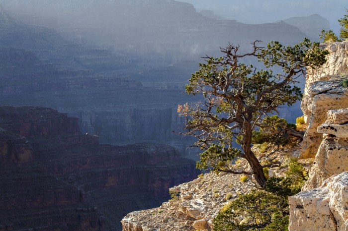 Grand Canyon tree
