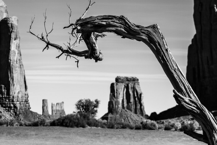 Monument Valley tree