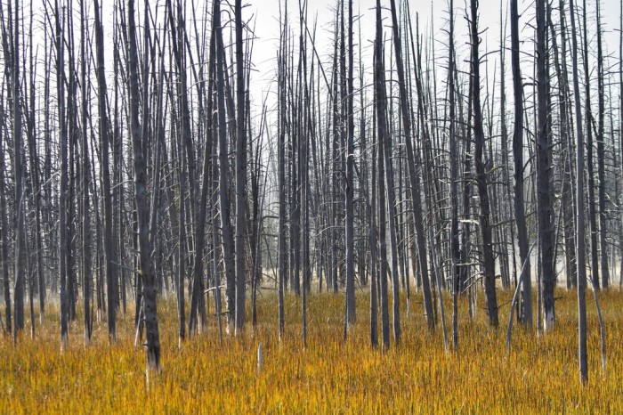 Yellowstone dry trees